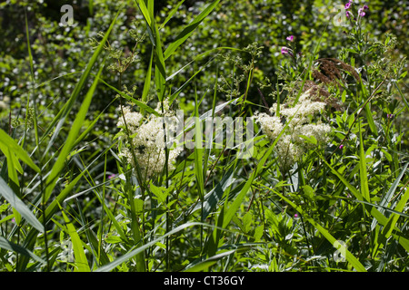 Olmaria (Filipendula ulmaria). Marginale di acqua dolce pianta flowering. Qui tra le altre specie compreso Reed Phragmites sp. Foto Stock