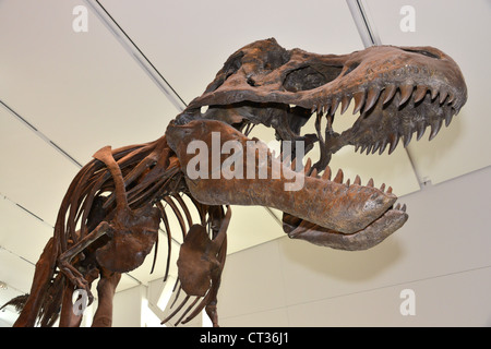 Questa è un immagine del Tyrannosaurus Rex presso il Royal Ontario Museum Foto Stock