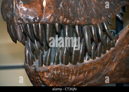 Questa è un immagine della Royal Ontario Museum Foto Stock