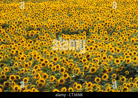 Helianthus annuus, Girasole Foto Stock