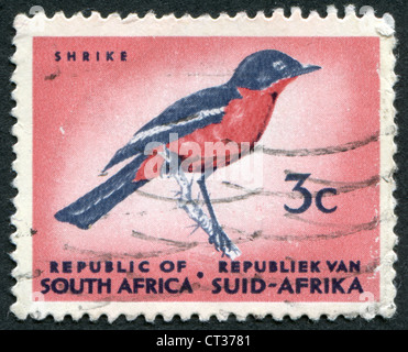 Sud Africa-CIRCA 1961: un timbro stampato in Sud Africa, raffigura un uccello Crimson-breasted shrike, circa 1961 Foto Stock