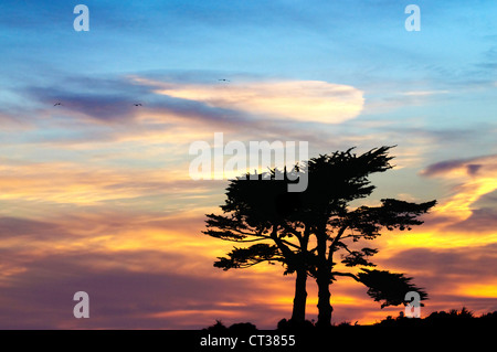 Tramonto con una coppia di cipressi stagliano contro un cielo colorato Foto Stock