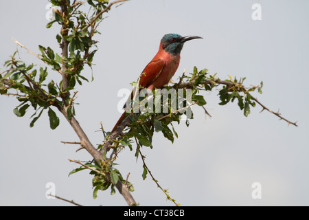 Northern Carmine Gruccione (Merops nubicus), Murchison Falls National Park, Uganda Foto Stock