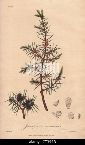 Ginepro Juniperus communis. Foto Stock