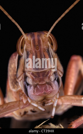 Desert Locust (Schistocerca gregaria) a testa alta. Foto Stock