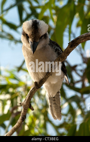 Un kookaburra seduto in una struttura ad albero in Manly, vicino a Sydney, Australia. Foto Stock