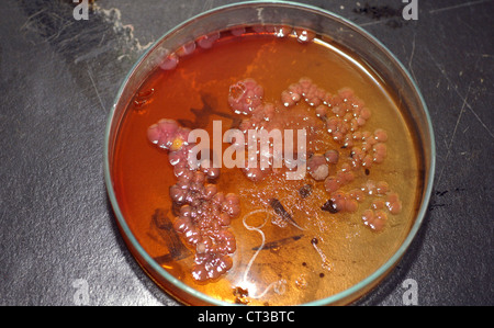 Coltura batterica che cresce in una capsula di petri su agar jelly. Foto Stock