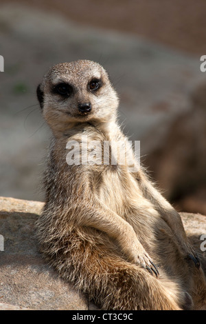 Meerkat in seduta allo Zoo Taronga, Sydney, Australia. Foto Stock