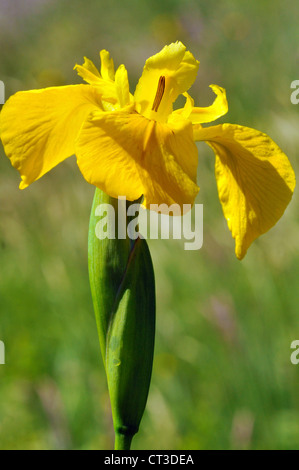 Closeup iris gialla o bandiera gialla (Iris pseudacorus) su sfondo verde Foto Stock