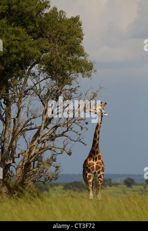 La Rothschild Giraffe (Giraffa camelopardalis rothschildi), Murchison Falls National Park, Uganda Foto Stock