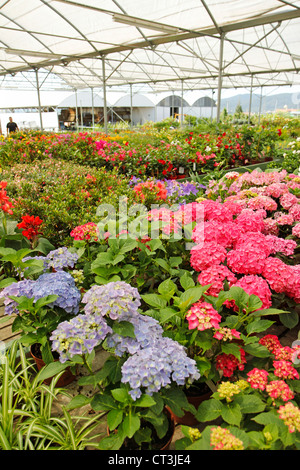 Centro giardino in Banyoles, Girona, Catalogna, Spagna. Foto Stock