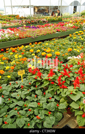 Centro giardino in Banyoles, Girona, Catalogna, Spagna. Foto Stock