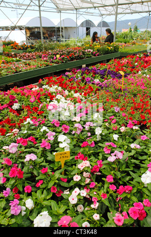 Centro giardino in Banyoles, Girona, Catalogna, Spagna. Foto Stock