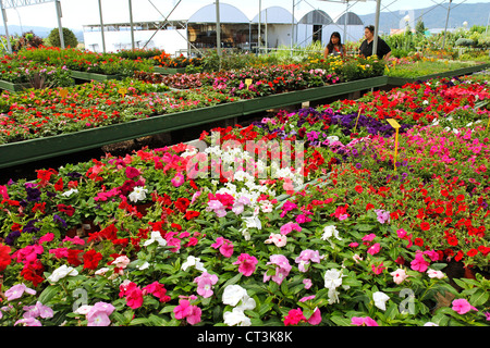 Centro giardino in Banyoles, Girona, Catalogna, Spagna. Foto Stock