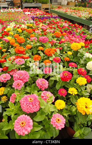 Centro giardino in Banyoles, Girona, Catalogna, Spagna. Foto Stock