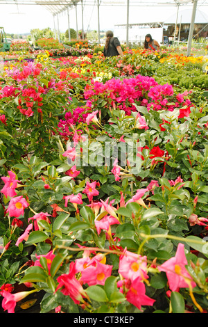 Centro giardino in Banyoles, Girona, Catalogna, Spagna. Foto Stock