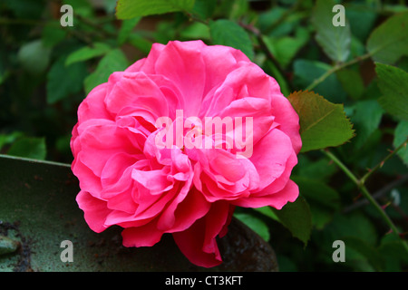 Una rosa rosa impostato su uno sfondo verde di foglie e di una pala a mano. Foto Stock