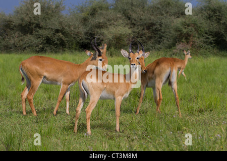 Gruppo di Uganda Kob (Kobus kob thomasi), Murchison Falls National Park, Uganda Foto Stock