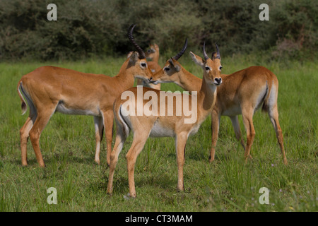 Gruppo di Uganda Kob (Kobus kob thomasi), Murchison Falls National Park, Uganda Foto Stock