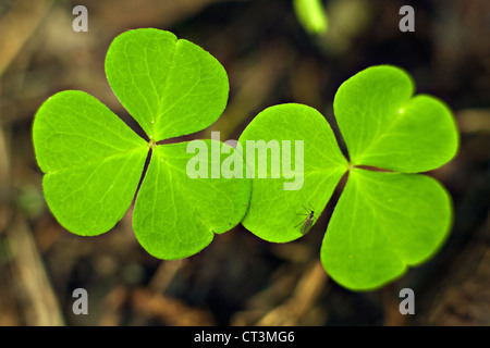 Legno-sorrel Oxalis acetosella foglie in close-up Foto Stock