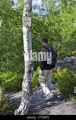 L'uomo trekking nella foresta di Fontainebleau - Parigi, Francia Foto Stock