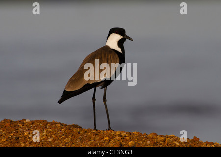 Plover Spur-Winged (Vanellus spinosus), Murchison Falls National Park, Uganda Foto Stock