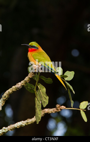 Rosso-throated Gruccione (Merops bullocki), Murchison Falls National Park, Uganda Foto Stock