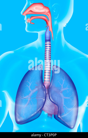 Apparato respiratorio, disegno Foto Stock