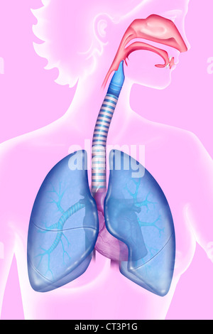 Apparato respiratorio, disegno Foto Stock