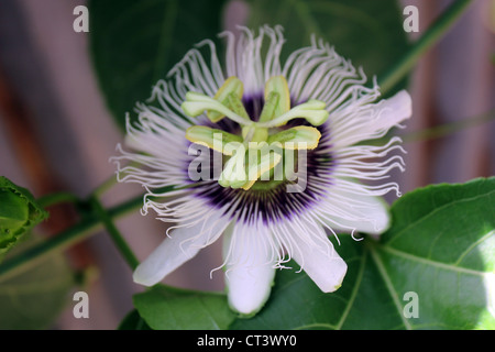 Fiore di Passiflora edulis comunemente chiamato il frutto della passione Foto Stock