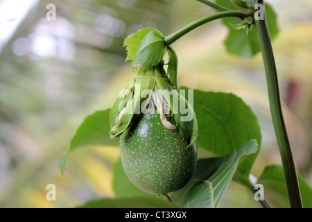 Frutti di passiflora edulis comunemente chiamato il frutto della passione Foto Stock