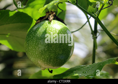 Frutti di passiflora edulis comunemente chiamato il frutto della passione Foto Stock