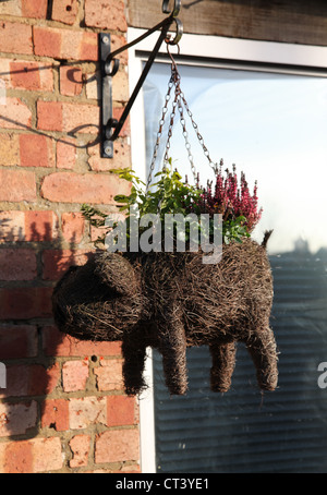 Si tratta di una foto di un vaso di fiori fanno da bussola a secco in una forma di un maiale o un maiale . È agganciata al muro in mattoni in Inghilterra Foto Stock