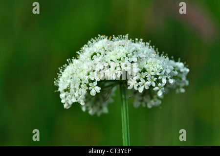 Corky a frutto grosso acqua-dropwort in fiore. Prati Kingcombe DWT riserva, Dorset, Regno Unito Giugno 2012 Foto Stock