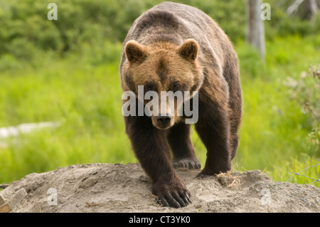 Pericoloso Alaskan orso grizzly camminando verso il visualizzatore Foto Stock