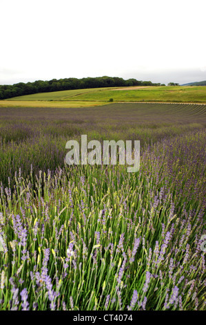 Il campo di lavanda a Lordington Agriturismo vicino a Chichester West Sussex Regno Unito Foto Stock