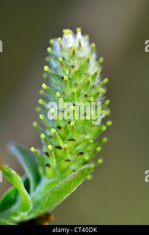 Un singolo amento di salice REGNO UNITO Foto Stock