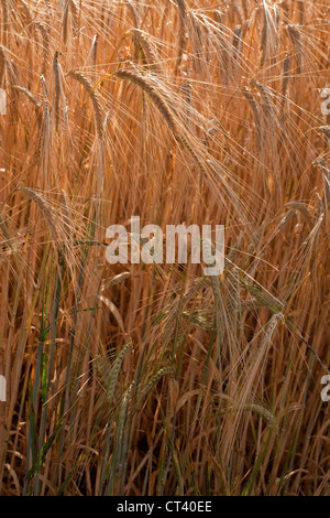 Orzo (Hordeum vulgare). Il raccolto quasi pronto per la mietitura. Norfolk. Foto Stock