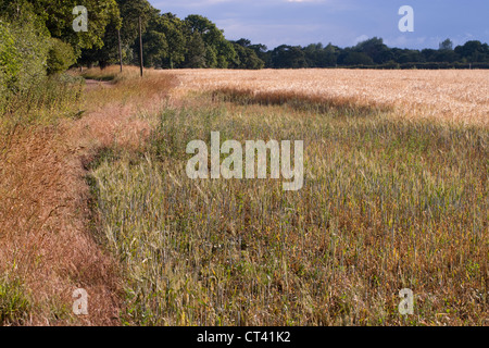 Orzo (Hordeum vulgare). Ripresa la crescita su un area di raccolto precedentemente pascolato e degradata da conigli (oryctolagus cuniculus). Foto Stock