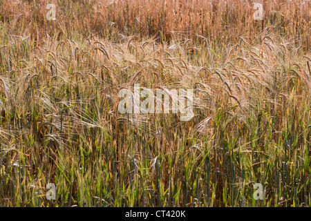 Orzo (Hordeum vulgare). Ripresa la crescita su un area di raccolto precedentemente pascolato e degradata da conigli (oryctolagus cuniculus). Foto Stock