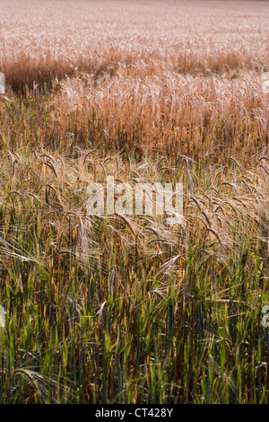 Orzo (Hordeum vulgare). Ripresa la crescita su un area di raccolto precedentemente pascolato e degradata da conigli (oryctolagus cuniculus). Foto Stock