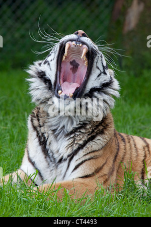 Siberian tigre di Amur Foto Stock