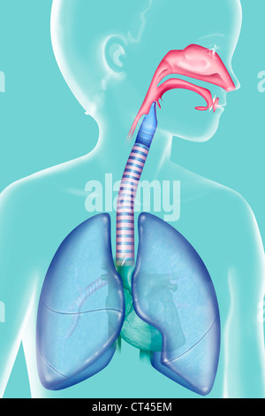 Apparato respiratorio, disegno Foto Stock