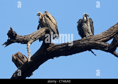 White-backed avvoltoi seduti in albero morto, Samburu, Kenya Foto Stock