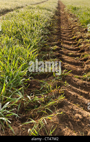 Close up i cingoli del trattore attraverso la vasta distesa di germinare il raccolto di mais di frumento in inizio di mattina di sole alba nebbia di rugiada Foto Stock