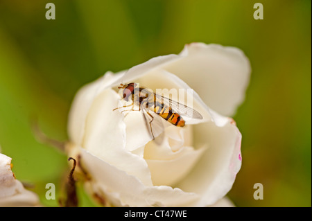 Ape su rosa bianca al giardino Amlwch Anglesey North Wales UK Foto Stock