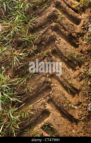 Close up i cingoli del trattore attraverso la vasta distesa di germinare il raccolto di mais di frumento in inizio di mattina di sole alba nebbia di rugiada Foto Stock