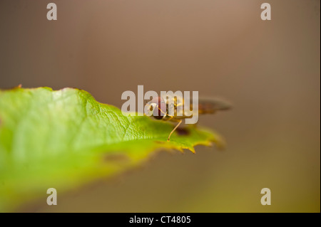 Bee al giardino Amlwch Anglesey North Wales UK Foto Stock