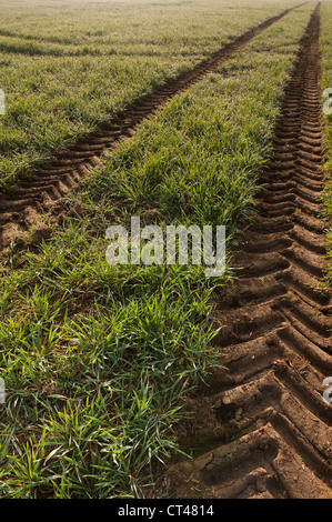 Close up i cingoli del trattore attraverso la vasta distesa di germinare il raccolto di mais di frumento in inizio di mattina di sole alba nebbia di rugiada Foto Stock