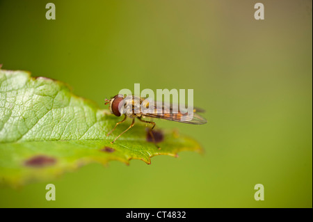 Bee al giardino Amlwch Anglesey North Wales UK. Foto Stock